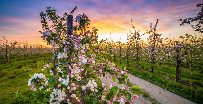 Blüten im Alten Land