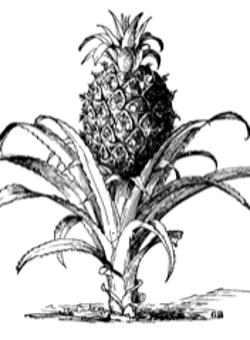 Ananas