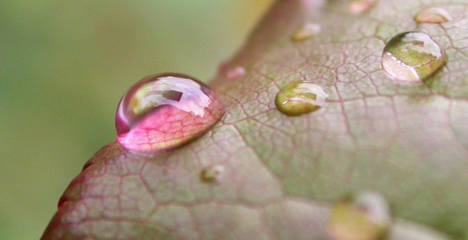 Blatt mit Wassertropfen