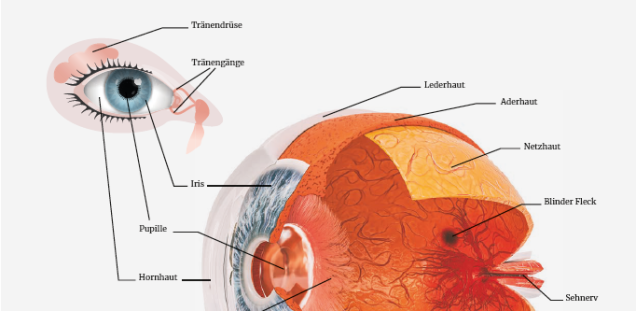 Schaubild: Hornhauttransplantation im UKE