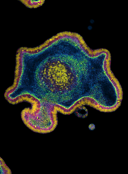 Mikroskopaufnahme eines Organoid