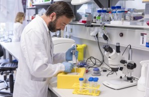 Genom_Forschung_2.jpg: Blick in das kardiologische Forschungslabor des UKE. Der Biologisch-Technische Assistent Alexander Haschke pipettiert die genomische DNA auf eine Lagerplatte