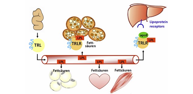 Der postprandiale Lipoprotein-Stoffwechsel