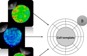 Biomedical Image Processing & Medical Informatics