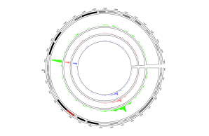 Circos plot