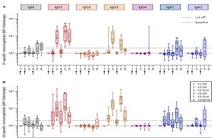 Memory B cells after vaccination