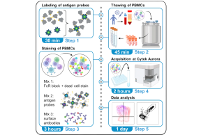 Graphical abstract