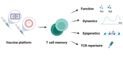 T cells after vaccination