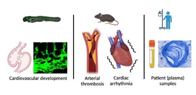 Endothelial Cell Biology