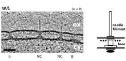 Figure 4: EM tomography of the injectisome