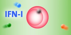 Wechselspiel Sexualhormone und IFN-1