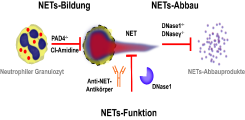 Experimentelle Ansätze zur Untersuchung der Funktionen von NETs in vivo.