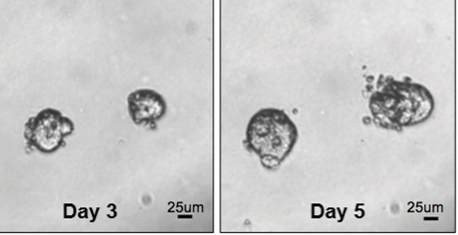 Spheroids