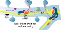 local protein processing and prcessing